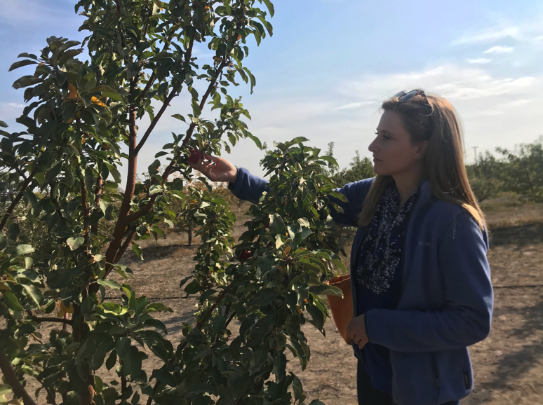 growing-fruitful-apple-trees